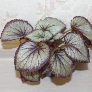 NG-Аристократка