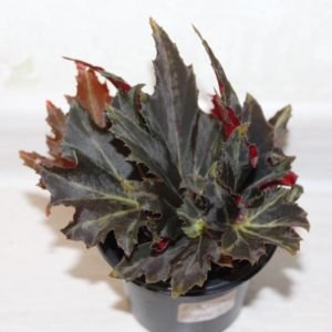 Begonia Flemenco (logee's)