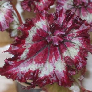 Begonia Tie Dye