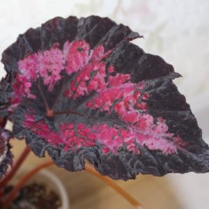 Begonia San Antonio Rose