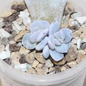 Echeveria Laui
