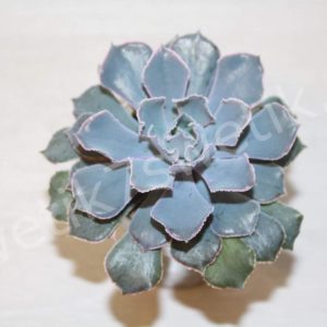 Echeveria shaviana Pink Frills