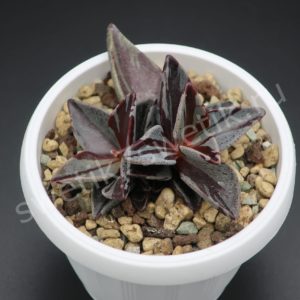 Lenophyllum guttatum Red-Variegate KING SIZE