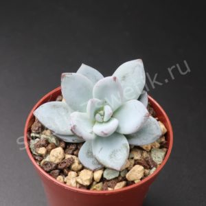 Pachyveria Powder Puff