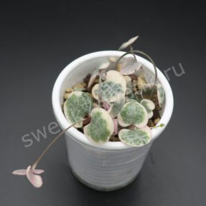 Церопегия Вуда пестролистная (Ceropegia WOODII variegata)