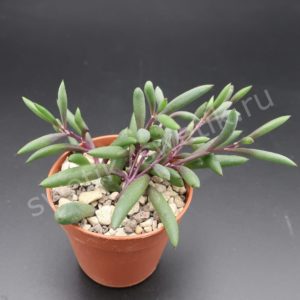 Senecio herreianus Purple Flash (Сенецио Пурпл Флеш)
