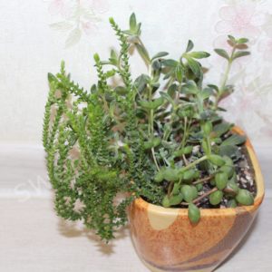 Crassula Muscosa (крассула плауновидная)