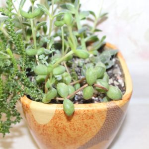 Crassula Brevifolia