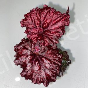 DS-Red Diamond