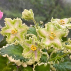 Фиалка АВ-Мятный Лед (857-25)