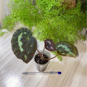 Begonia Sizemoreoe  Red