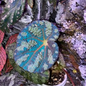 Begonia Xanthina Dark Shadows