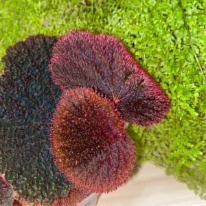 Begonia Baik