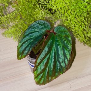 Begonia Metallic blue