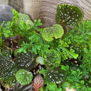 Begonia Bullatifolia