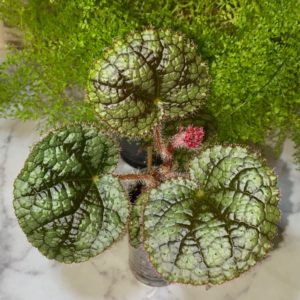Begonia Babeana