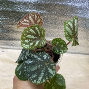 Begonia Vietnam 76