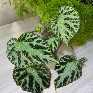 Begonia Silver Jewel
