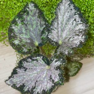 Begonia Tangalooma