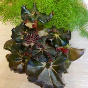 Begonia Jungle Black