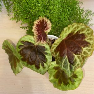 Begonia Dongonrensis