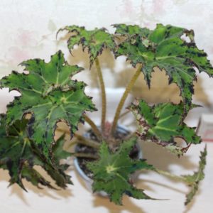 Begonia Sea Urchin
