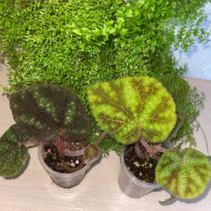 Begonia Kui темный лист