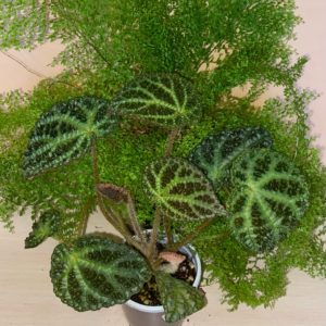 Begonia Montaniformis