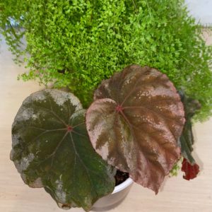 Begonia Koksunii