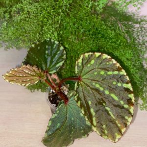 Begonia Beccarii