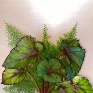 Begonia Handelii var
