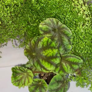 Begonia Quadrialata Nimbaensis