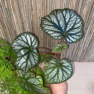 Begonia U-400