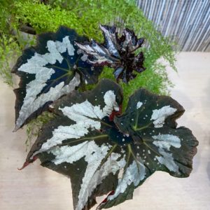Begonia Eimy