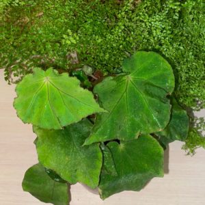 Begonia Vietnam 79