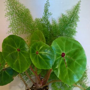 Begonia Conchifolia var. Rubrimaculata