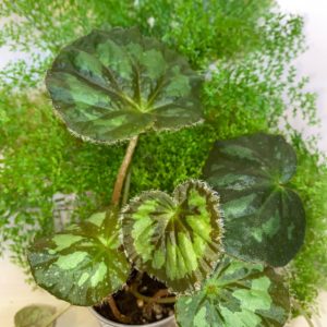 Begonia Mashanica