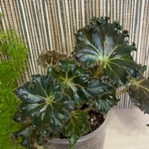 Begonia Munchkin