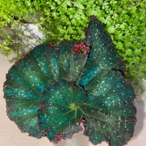 HR-Emerald Splendor