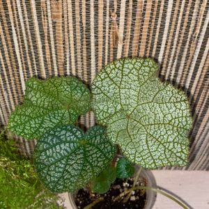 Begonia Vietnam 83 White sp