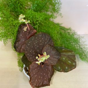 Begonia Alicida