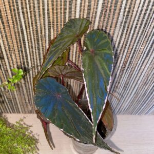 Begonia Nothobaramensis