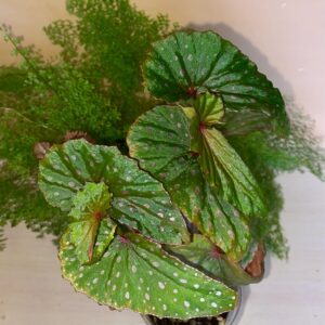 Begonia Malachosticta
