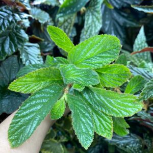 Ulmifolia