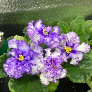 ТФ-Северное Сияние