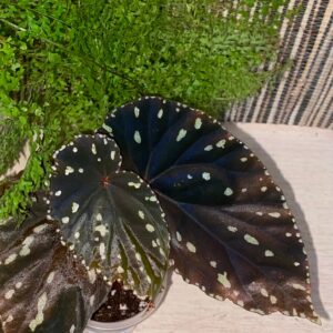 Begonia Atricha Spoted