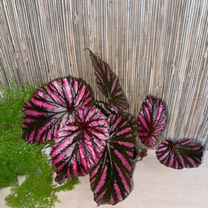 Begonia Brevirimosa