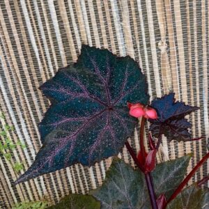 Begonia Robin