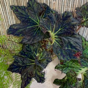 Begonia Smiling Tiger