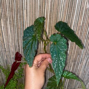 Begonia Tiwaniana Albamac